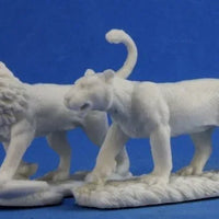 Lions (2) 77341