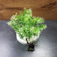 Bamboe Bomen 20 stuks