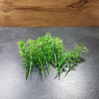 Bamboe Bomen 20 stuks