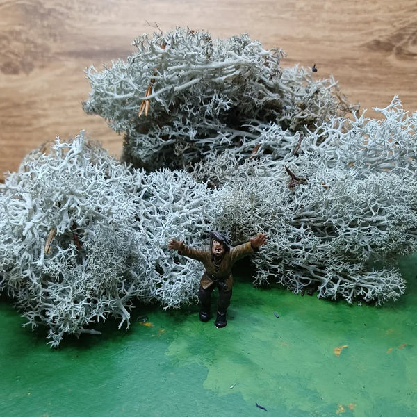 IJslands Mos Grijs 20 gram