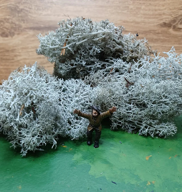 IJslands Mos Grijs 20 gram