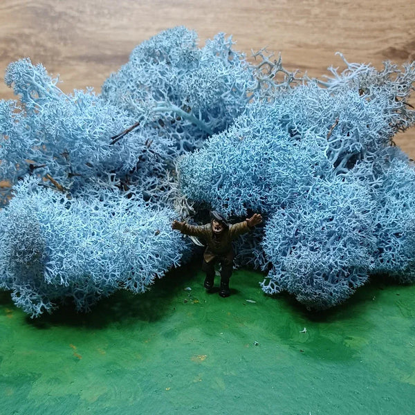 Isländisches Moos Eisblau 20 Gramm