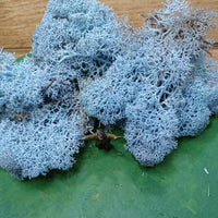 Isländisches Moos Eisblau 20 Gramm
