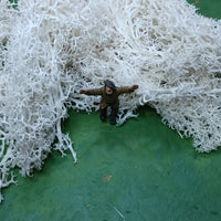 Icelandic Moss Off-White 20 grams