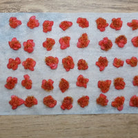Martian Rock Red Grass 50