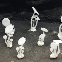 Mushrooms (9) Flat Cap