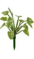 Groene Plant 4 cm Hoog 10 Stuks
